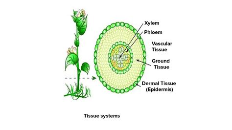 vascular plant意思|維管束植物